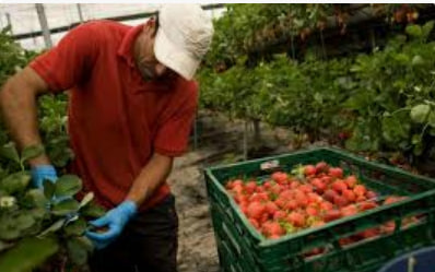 Protection of labor rights of Ukrainian seasonal workers in Poland: what you need to know - consultant.net.pl